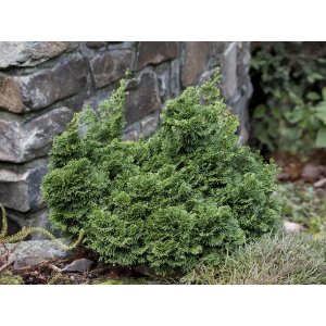 Cypruštek tupolistý (Chamaecyparis obtusa) ´NANA GRACILIS ´ - výška 10-20 cm, ⌀ 10-20 cm, kont. C2L